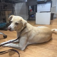 PEPITO, chien à adopter