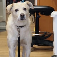 PEPITO, chien à adopter