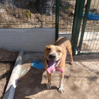 Paddy, chien à adopter