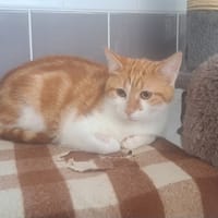 CERISE, chatte à adopter