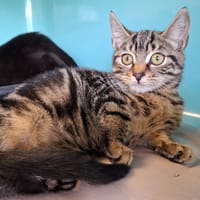 MEGANE, chatte à adopter