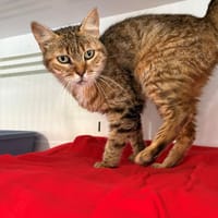 ROMY, chatte à adopter