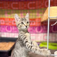PRALINE, chatte à adopter