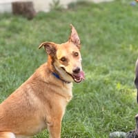 TACHA, chienne à adopter