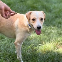 ZABI, chienne à adopter