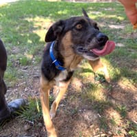 TITO, chien à adopter