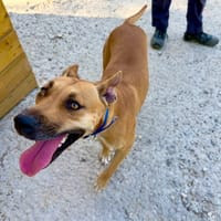 KANA, chienne à adopter