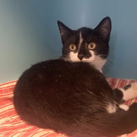 WONDER KITTY, chatte à adopter