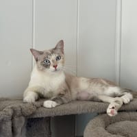 Nuit Blanche, chatte à adopter