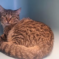 SPIDERCAT, chat à adopter