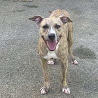 BOOGIE VAA, chien à adopter
