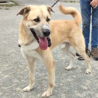 KANGOO QCN, chien à adopter