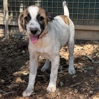 MYRTE, chienne à adopter