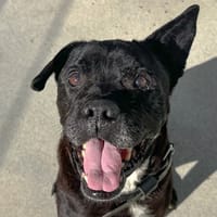 GUIZMO, chien à adopter