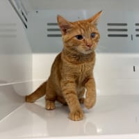 NOLA, chatte à adopter