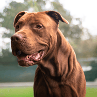 OTTO OAA20119, chien à adopter