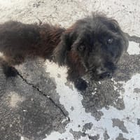 FARKLE, chien à adopter