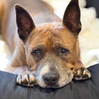 ZENZO CHAO, chien à adopter