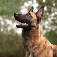 VALJEAN (OAA19982), chien à adopter