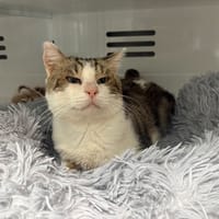 TWIX, chat à adopter