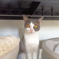 PISSENLIT, chatte à adopter