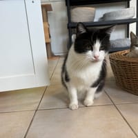 VOLTAIRE, chat à adopter