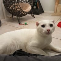COTON, chat à adopter