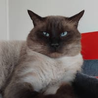 GUERMANGE QCT, chat à adopter