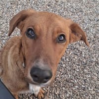 BYTCHOU le magnifique, chien à adopter