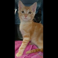 SUNNY, chatte à adopter