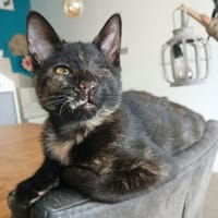 BLINDY, chatte à adopter