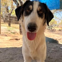 woo, chien à adopter
