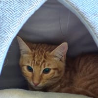 arun, chat à adopter
