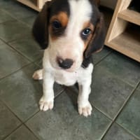 spike, chien à adopter