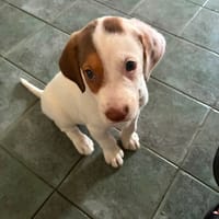 chelsea, chienne à adopter