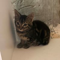 etha, chat à adopter