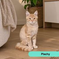 PLACHY, chat à adopter