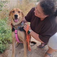 MAY (Animalea), chienne à adopter