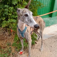 ARGOS (Animalea), chien à adopter