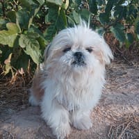 MILA (Animalea), chienne à adopter