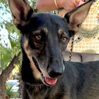NICO (Martina), chien à adopter