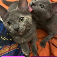 ADDICIE ET HÉMÉRA À ADOPTER ENSEMBLE, chatte à adopter