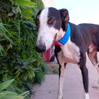 DAYKIRI, chien à adopter