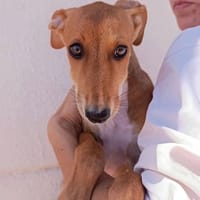 SAFIRA, chienne à adopter