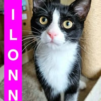 FILONNA A ADOPTER EN DUO AVEC PISTON OU SEUL SI DÉJÀ UN CHAT PRÉSENT CHEZ VOUS, chatte à adopter