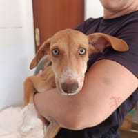 ASTARTE, chienne à adopter