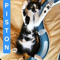PISTON A ADOPTÉ AVEC FILONNA OU SEUL SI DÉJÀ UN CHAT PRÉSENT CHEZ VOUS, chat à adopter