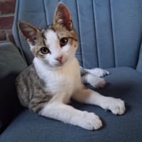 Luite, katers ter adoptie