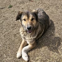 Chinezo, chien à adopter