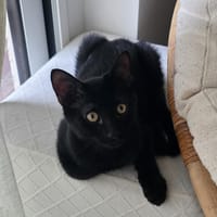 NAIKO, chat à adopter